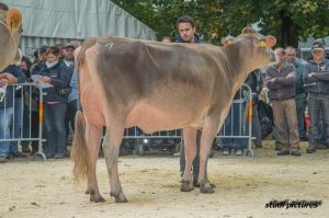 k-AR8I4434 Junior Miss BV GoldHill Norwin ATACAMA Pfulg und Felder